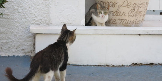 Curiosity