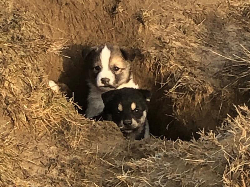 Pups in the Hole