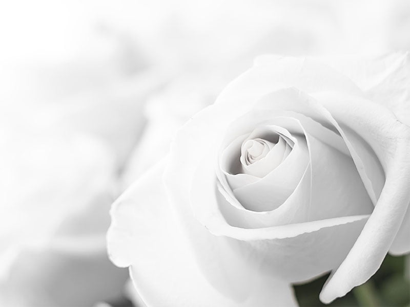 Memorial Rose