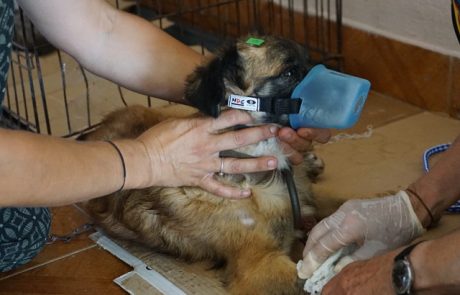 A dog is prepared for an injection