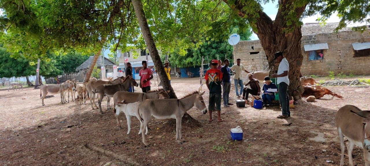 June 2022 mass rabies vaccination campaign – in the field